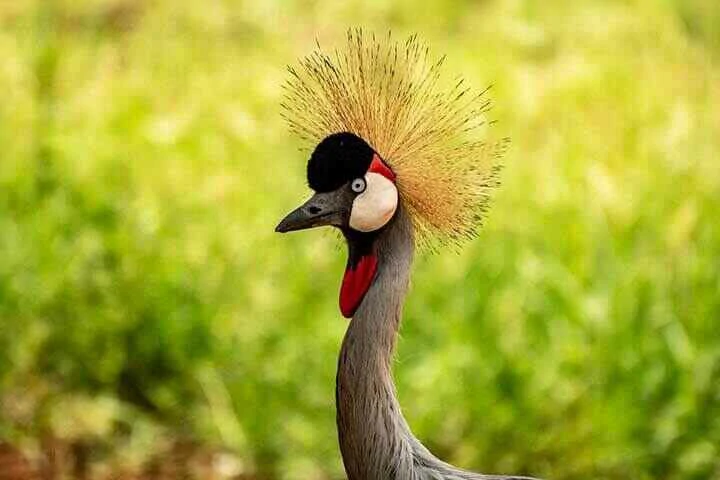 Uganda National Bird